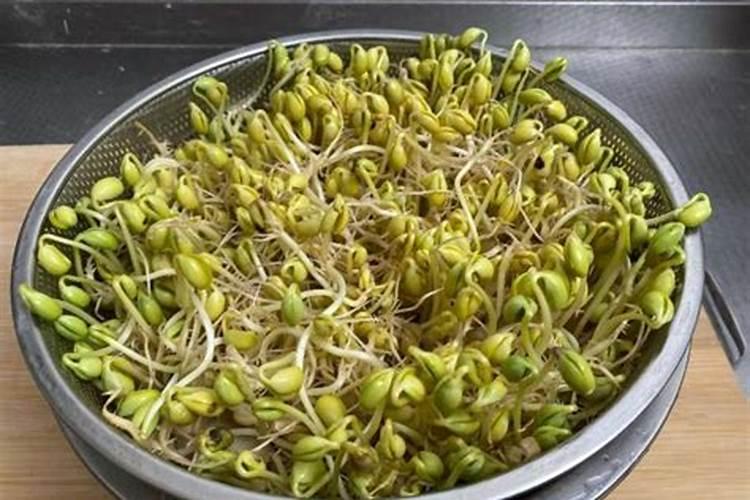 茉莉夏季怎么养长势喜人