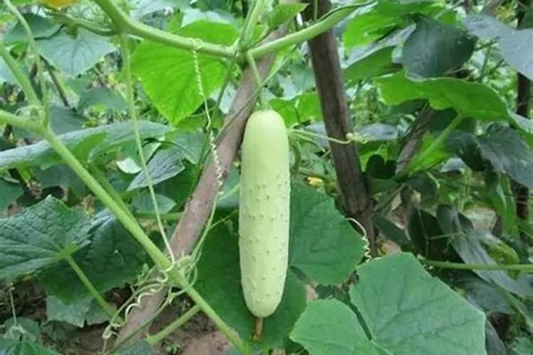 黄瓜追肥用什么肥料好