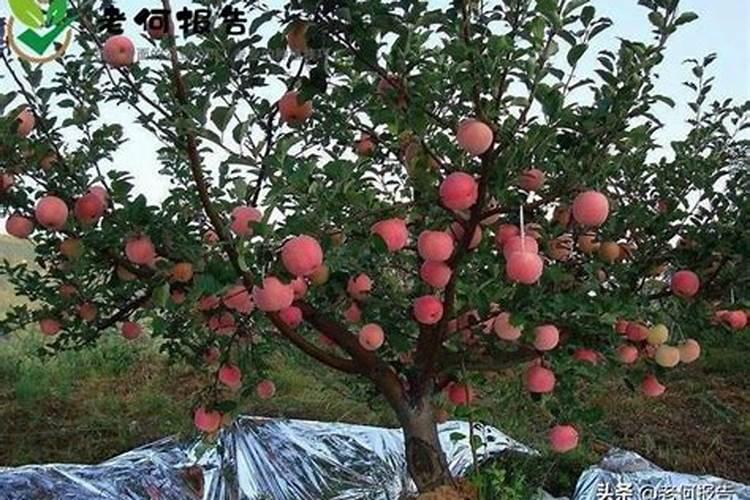 很多人不会给苹果树施肥,怎么给苹果树施肥？