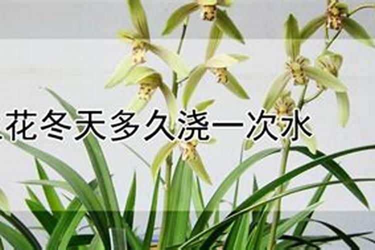 兰花多久施肥一次