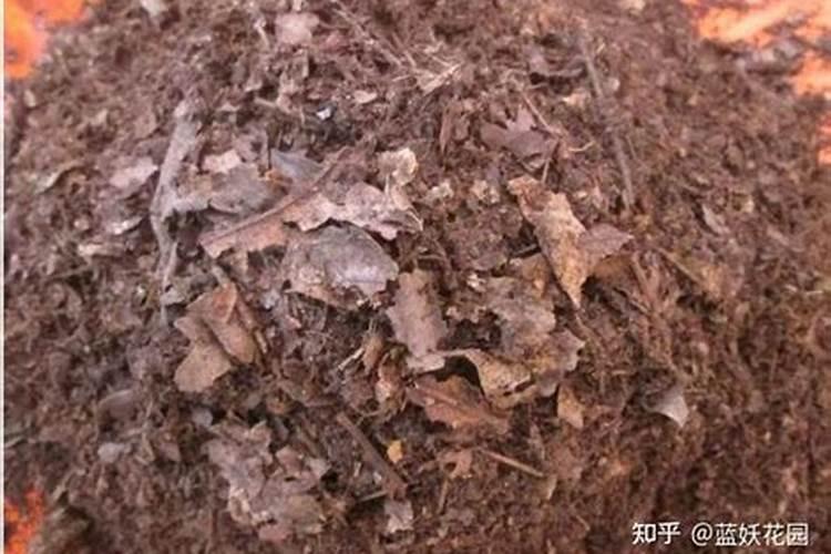 草可以直接埋土里做肥料吗怎么快速让杂草变肥料