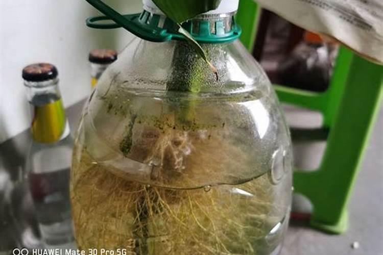 富贵竹多菌灵泡根多久 富贵竹多菌灵浸泡需要多长时间