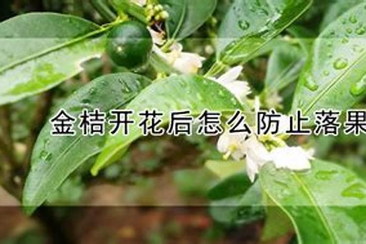 种金桔施什么肥