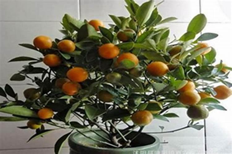 金桔开花结果的时间 金桔开花施什么肥
