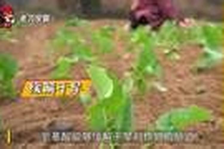 老师们 橙子树叶子变黄是怎么回事呀？