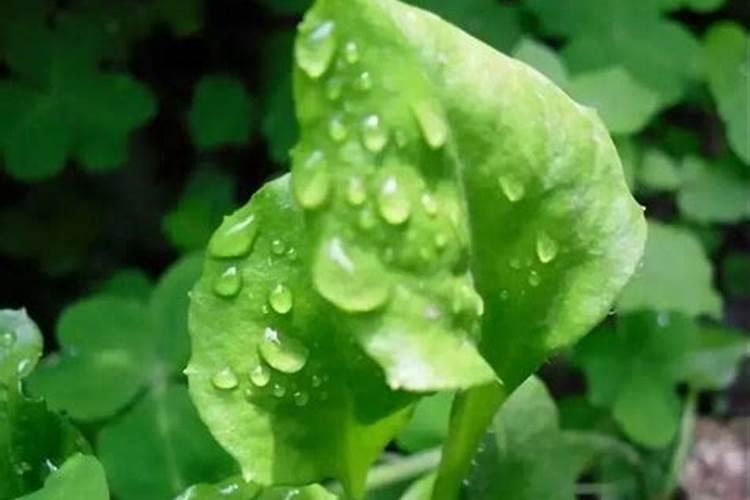 生菜叶片增厚用什么叶面肥