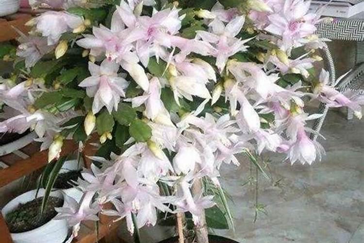 蟹爪兰如何施肥