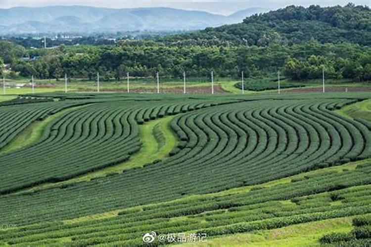柠檬树底肥放什么肥好(底肥施用方法)