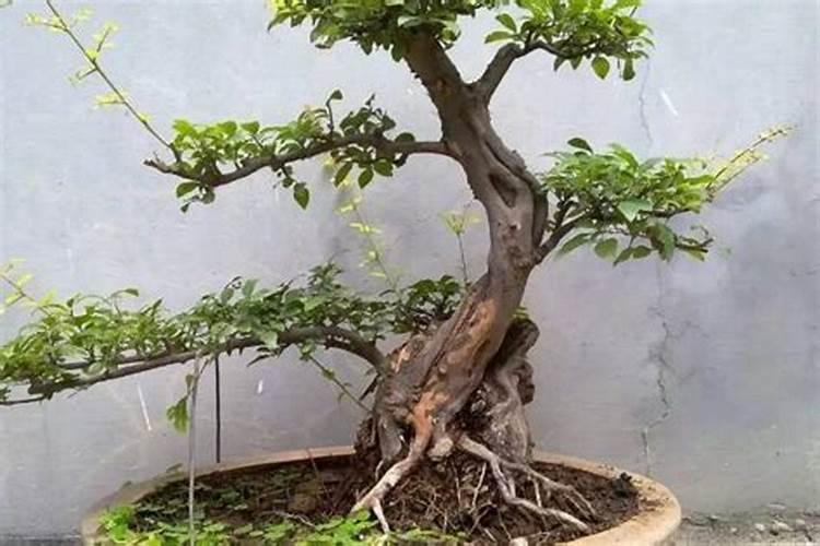 养雀梅的正确方法