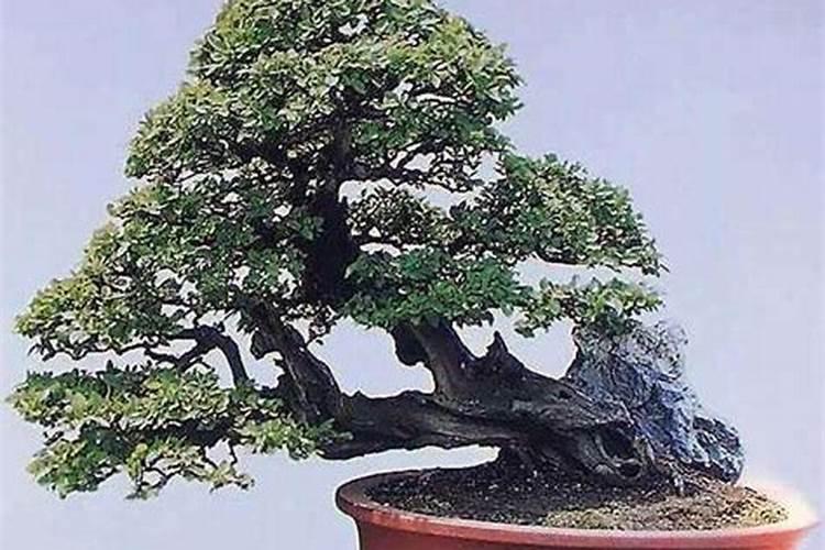 养雀梅的正确方法