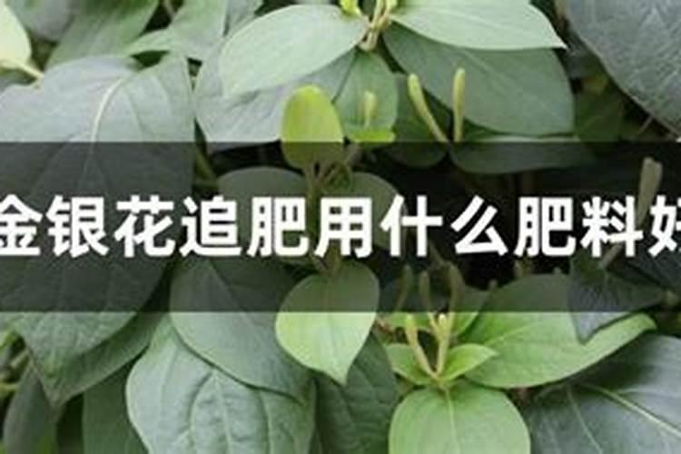 金银花施肥时间 金银花什么时候施肥呢