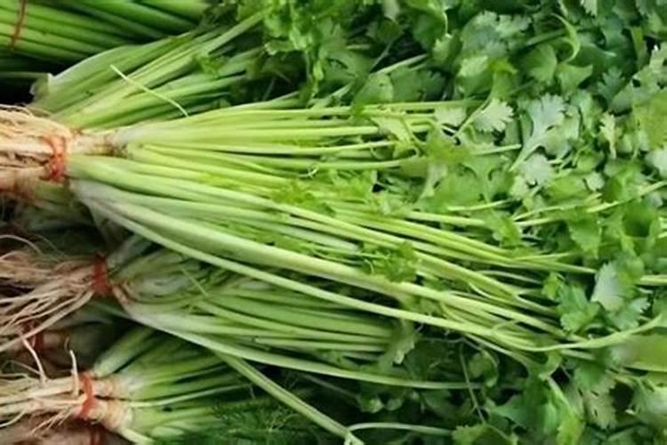 夏季香菜高产养殖方法 香菜种植技术