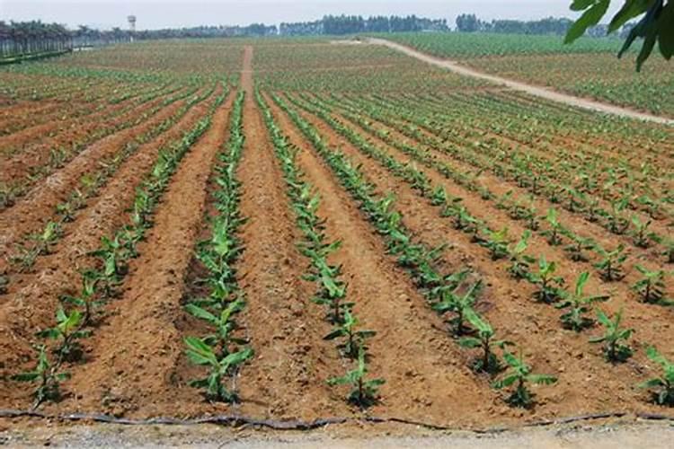 夏种香菜技巧 香菜养殖方法总结
