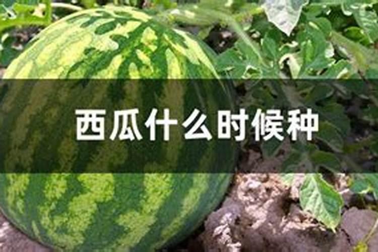 定植西瓜需要冲施什么肥？