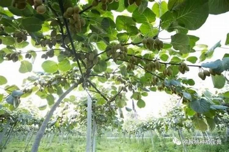 鱼蛋白肥料质量差别都很大,怎样挑选质量好的鱼蛋白肥料？