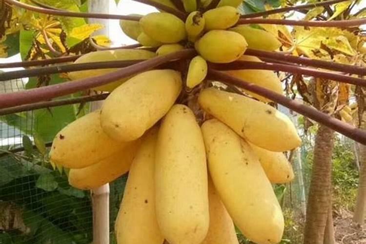 国内生产微肥的著名企业