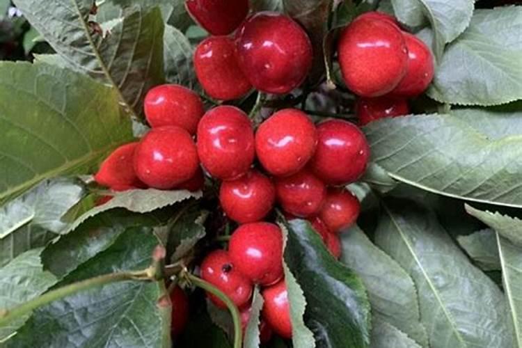 樱桃树需要施肥吗？