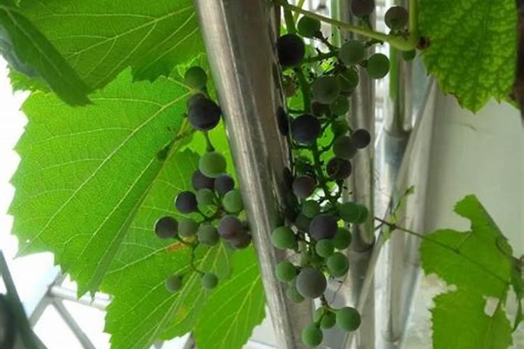 碳酸氢铵可以做肥料吗 正确的使用方法