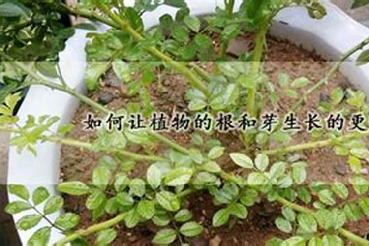 什么叶面肥可以叶片增厚;什么叶面肥可以生根