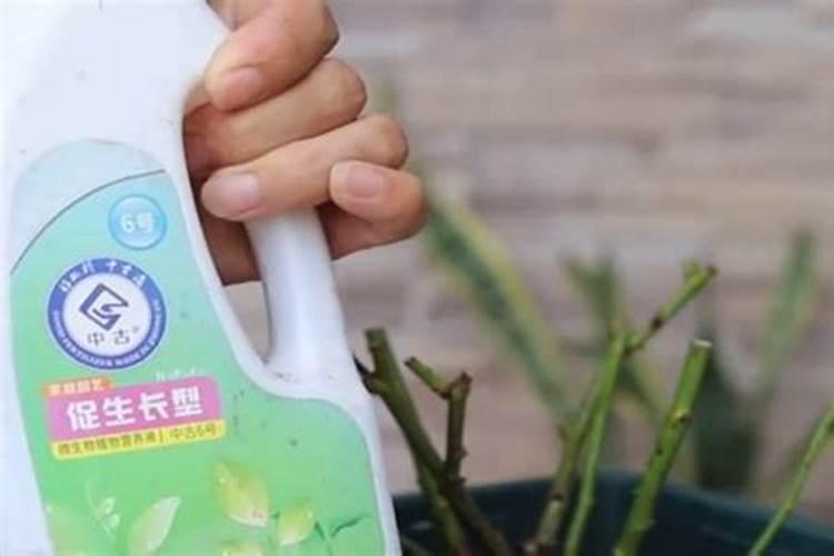 月季花骨朵插水里能开花吗 ？