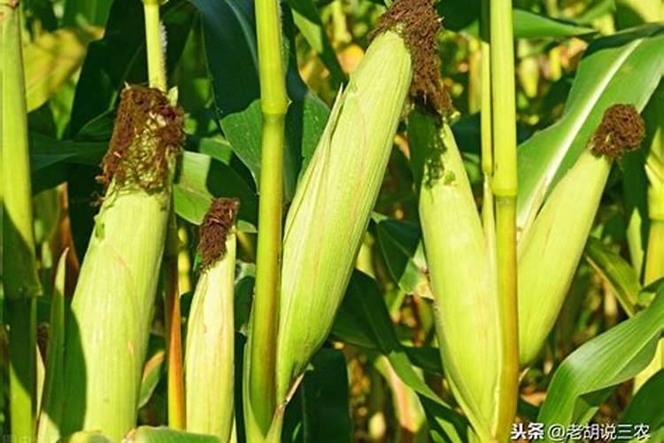 油菜种植需要注意哪些种植管理技巧