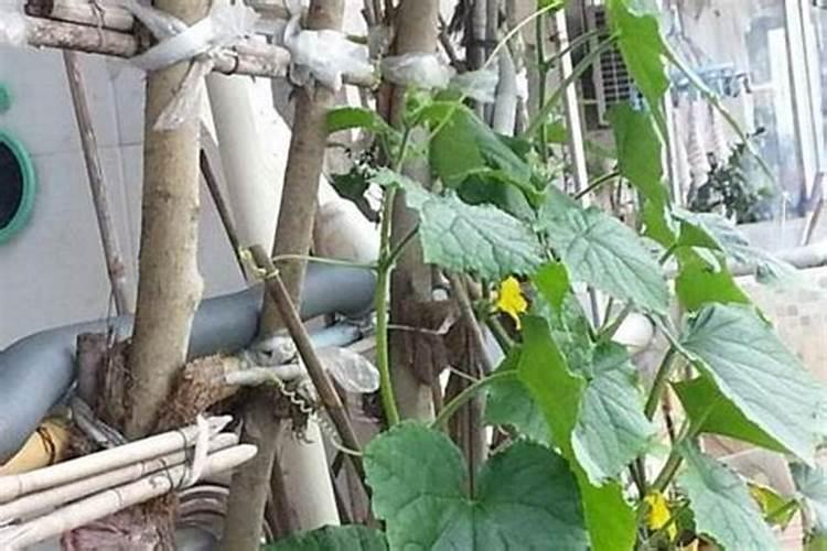 黄瓜苗还没有成熟的时候,可以喷磷酸二氢钾吗？