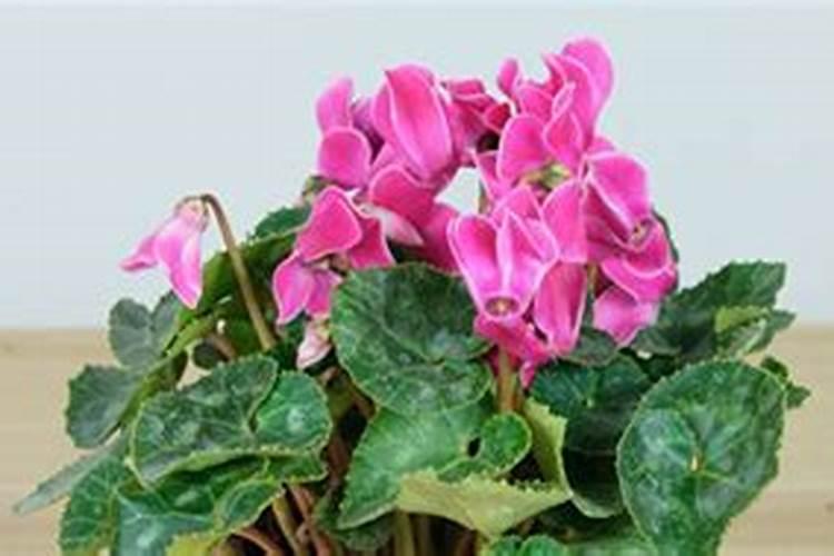 仙客来开花后的处理