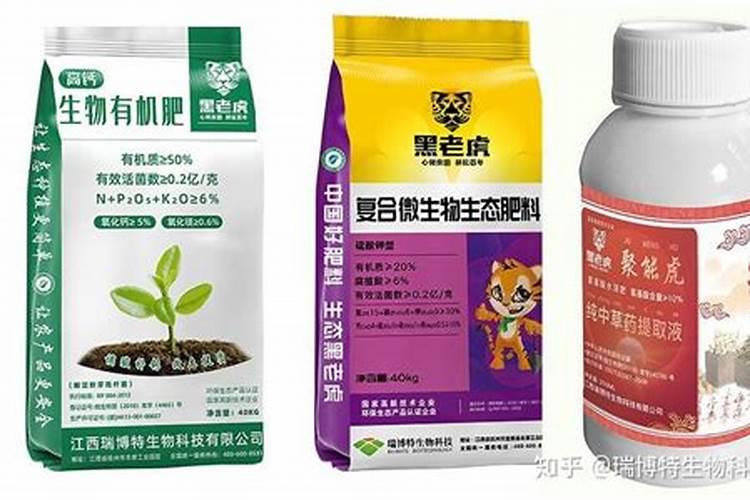 芒果冬季如何种植管理 安全过冬方法是什么