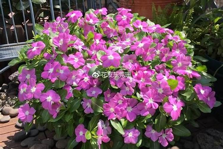 尿素化肥是什么原料做的