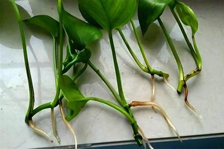 洋葱有哪些需肥特性？