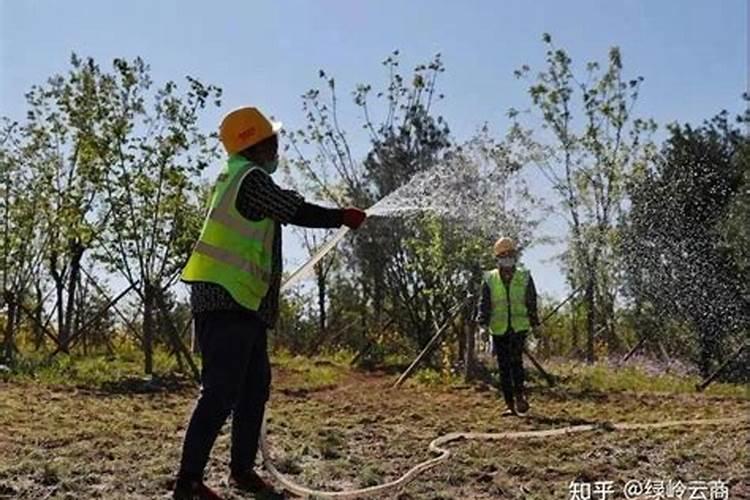 小麦年后追什么肥效果最好
