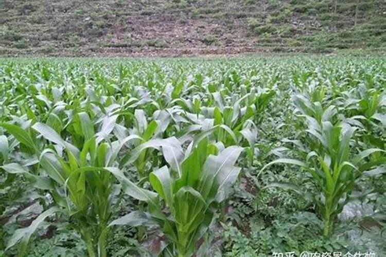 复合肥和大量元素水溶肥的区别