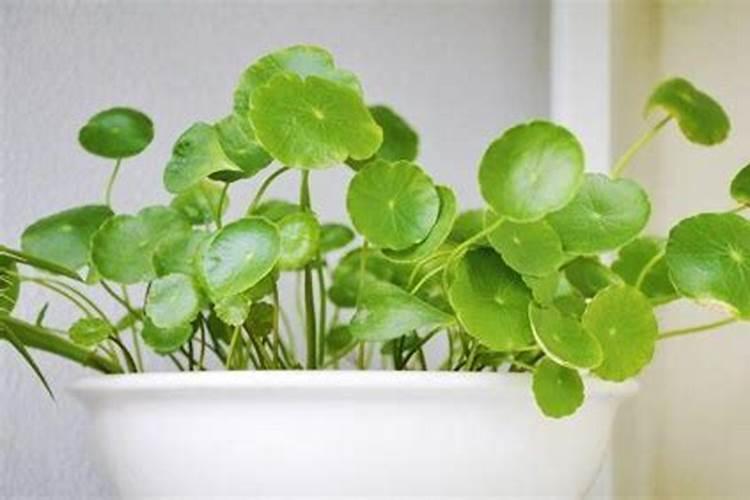大量元素水溶肥料和复合肥的区别
