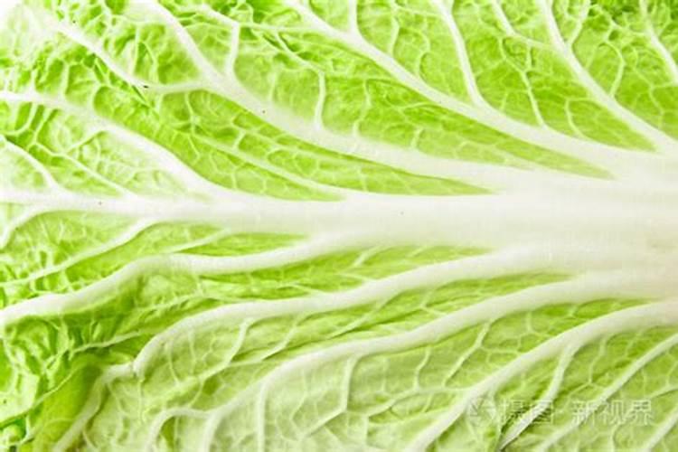 夏季大白菜不包心原因有哪些 如何解决