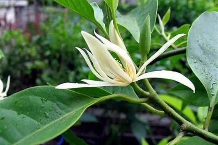 玉米喷什么会争产