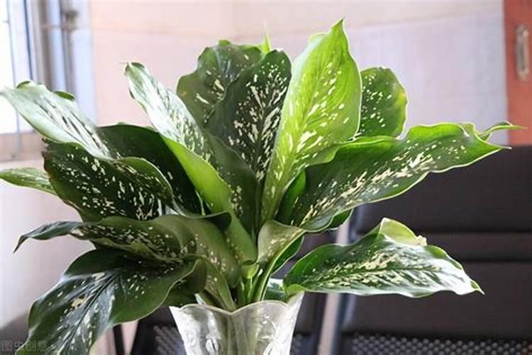 万年青施什么肥最好