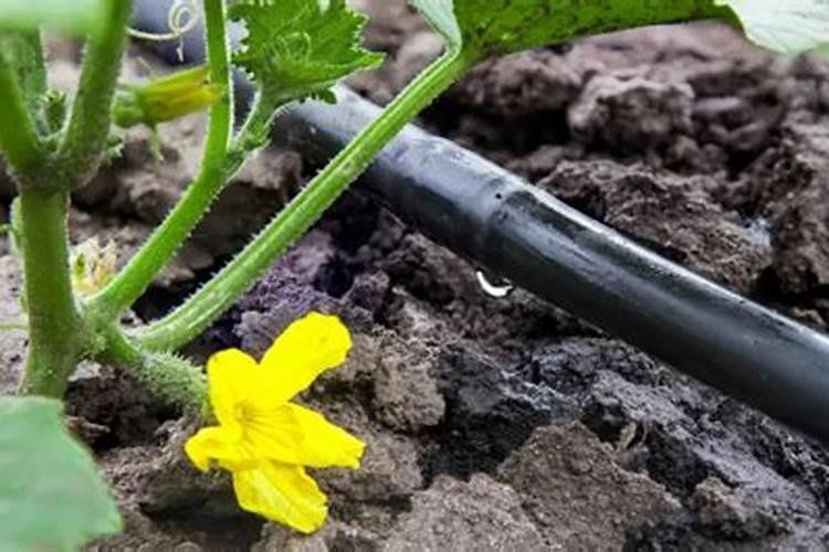 种花椰菜用哪种肥料好