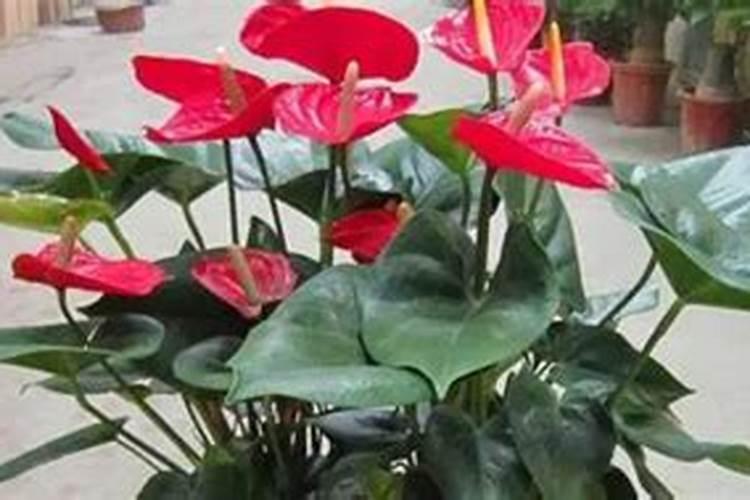 茶花花期后如何养护 茶花谢花后如何管理？