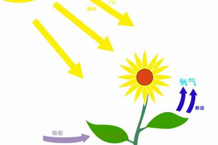 葡萄挂果期施什么肥料好？葡萄结果期冲施什么肥料好？