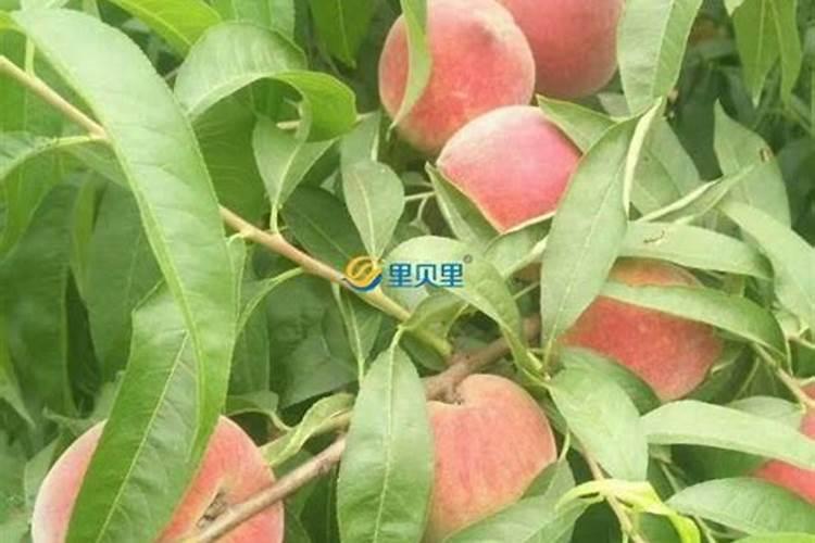 桃树怎样追肥？