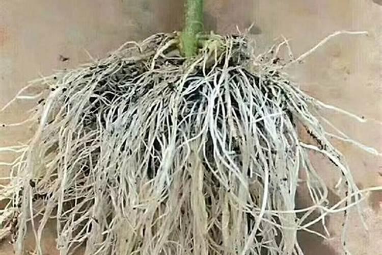 什么肥料能促长植物的根