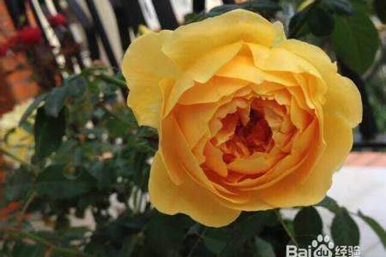 月季有花苞了怎么施肥