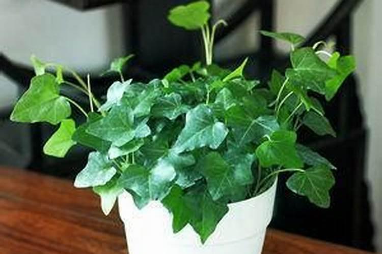 乌金999是正归厂家生产的吗