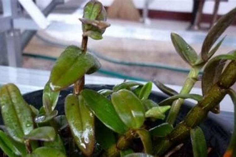 石斛如何在家庭里养殖施肥方法