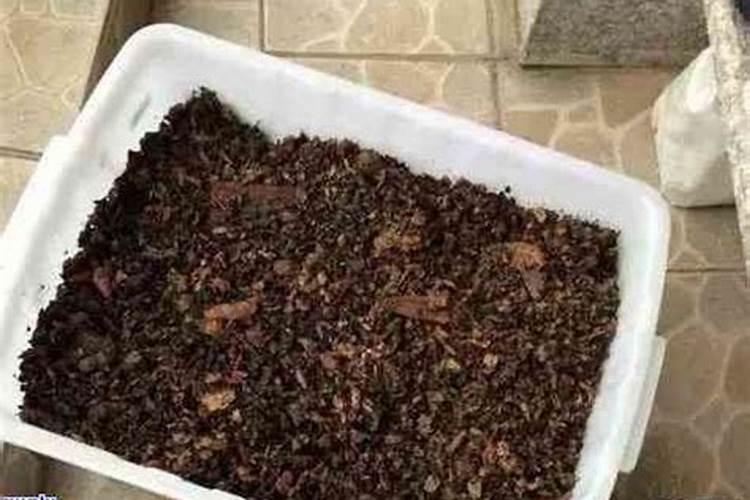 茶叶怎么发酵当肥料 茶叶如何沤花肥