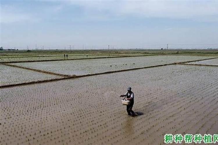 锌肥有什么作用