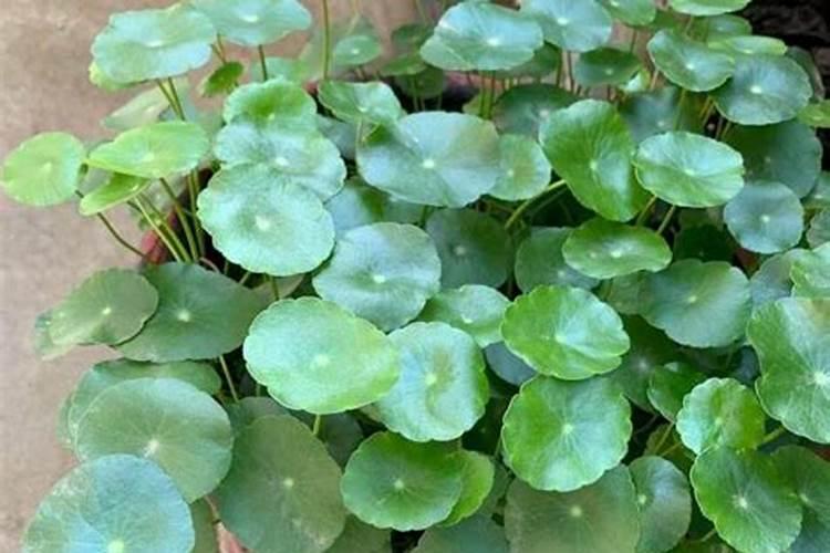 促进植物根系生长的肥料