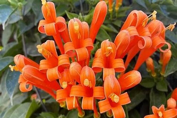 炮仗花怎么施肥 炮仗花的正确施肥方法