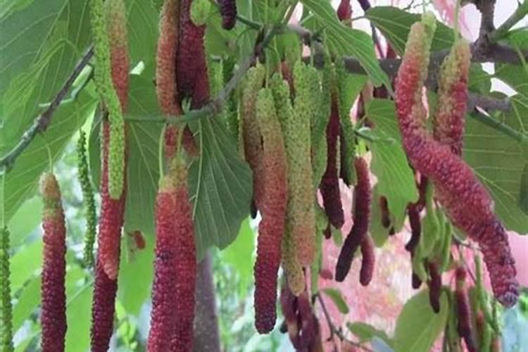 发财树可以养多久？