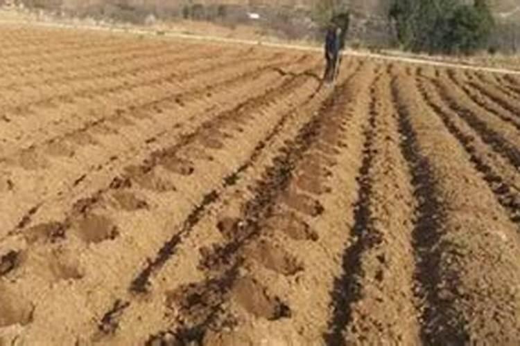 一亩地施多少磷肥合适  磷肥什么时间施最好